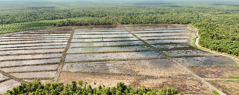 Optimizing Intensification in the Food Estate Program to Strengthen Indonesia’s National and Global Food Security